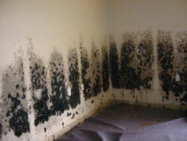 Mold and Mildew Removal Babylon, NY