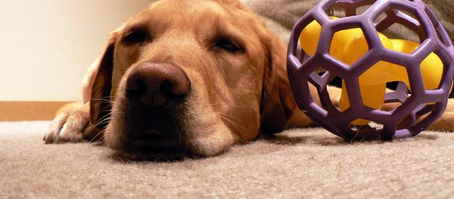 Pet Stain and Odor Removal Babylon, NY
