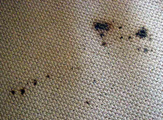 Spot & Stain Removal Babylon, NY