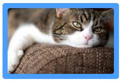 Upholstery Cleaning Babylon, NY